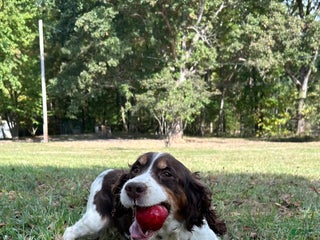 English Springer Spaniel dogs - Ad 17