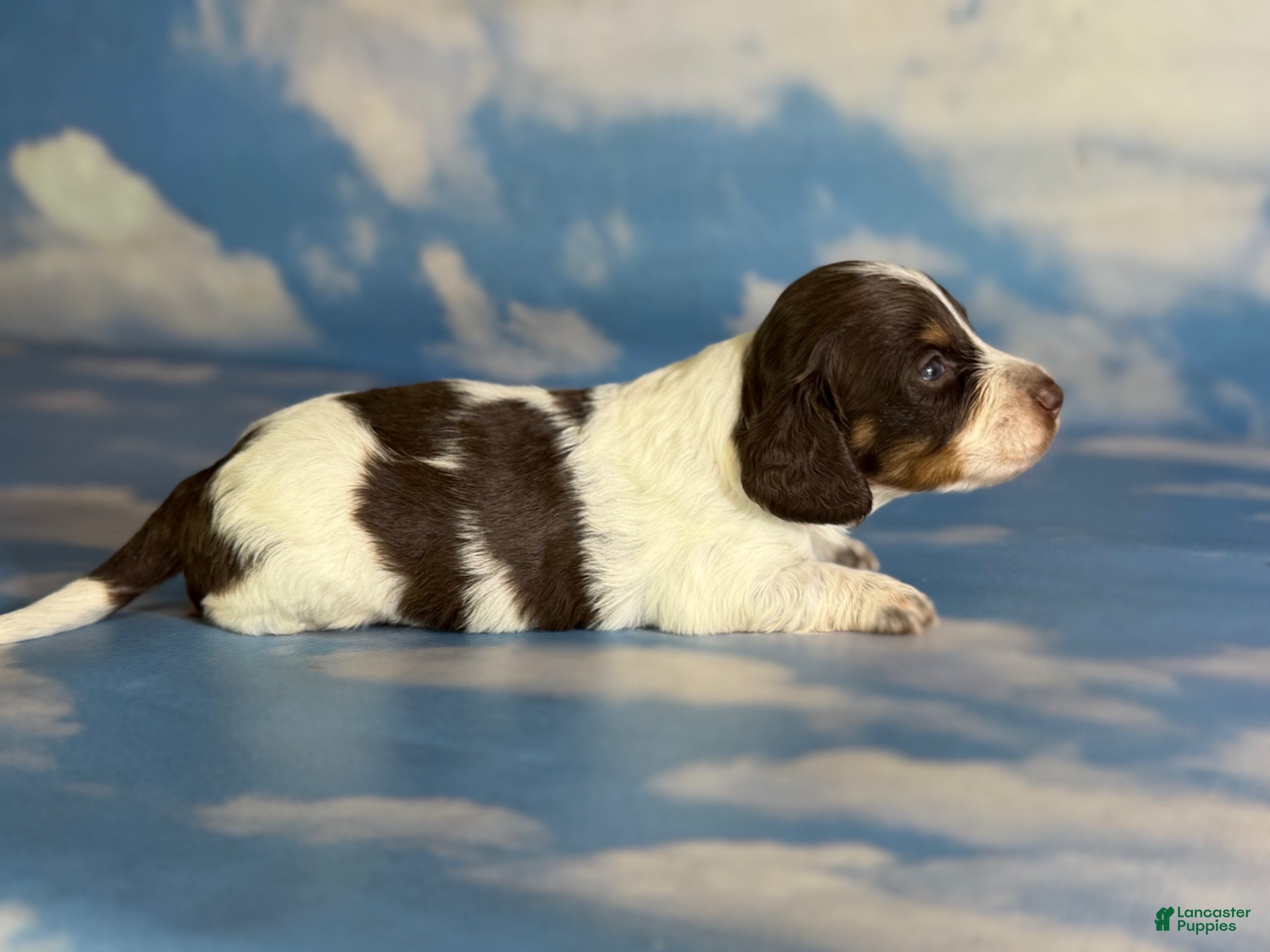 Miniature Dachshund dogs Chocolate pudding LH  - Ad 2