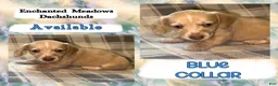 Miniature Dachshund dogs for sale: Blue Collar - Ad 2