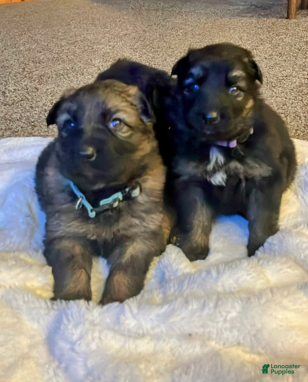 German Shepherd dogs for sale: ♥️SWEET SABLE ♥️ - Ad 8