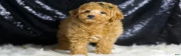 Toy Poodle dogs for sale: Mannie - Ad 5