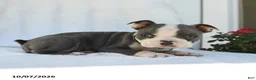 Boston Terrier dogs for sale: Naveen - Ad 3
