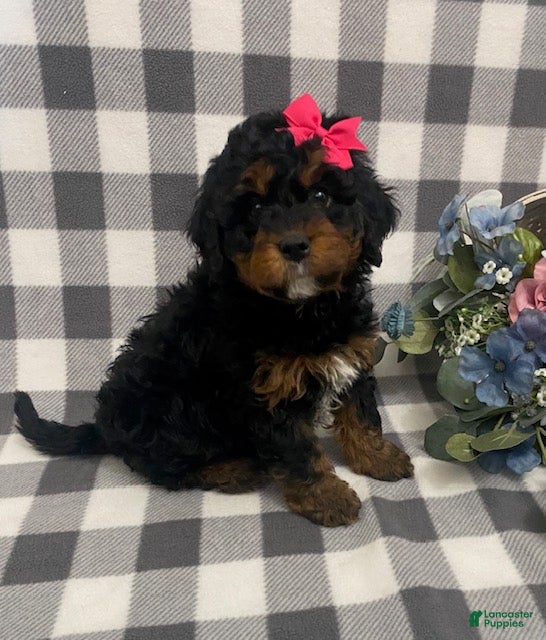 Mini Bernedoodle dogs Jade - Ad 3