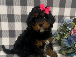 Mini Bernedoodle dogs Jade - Ad 41