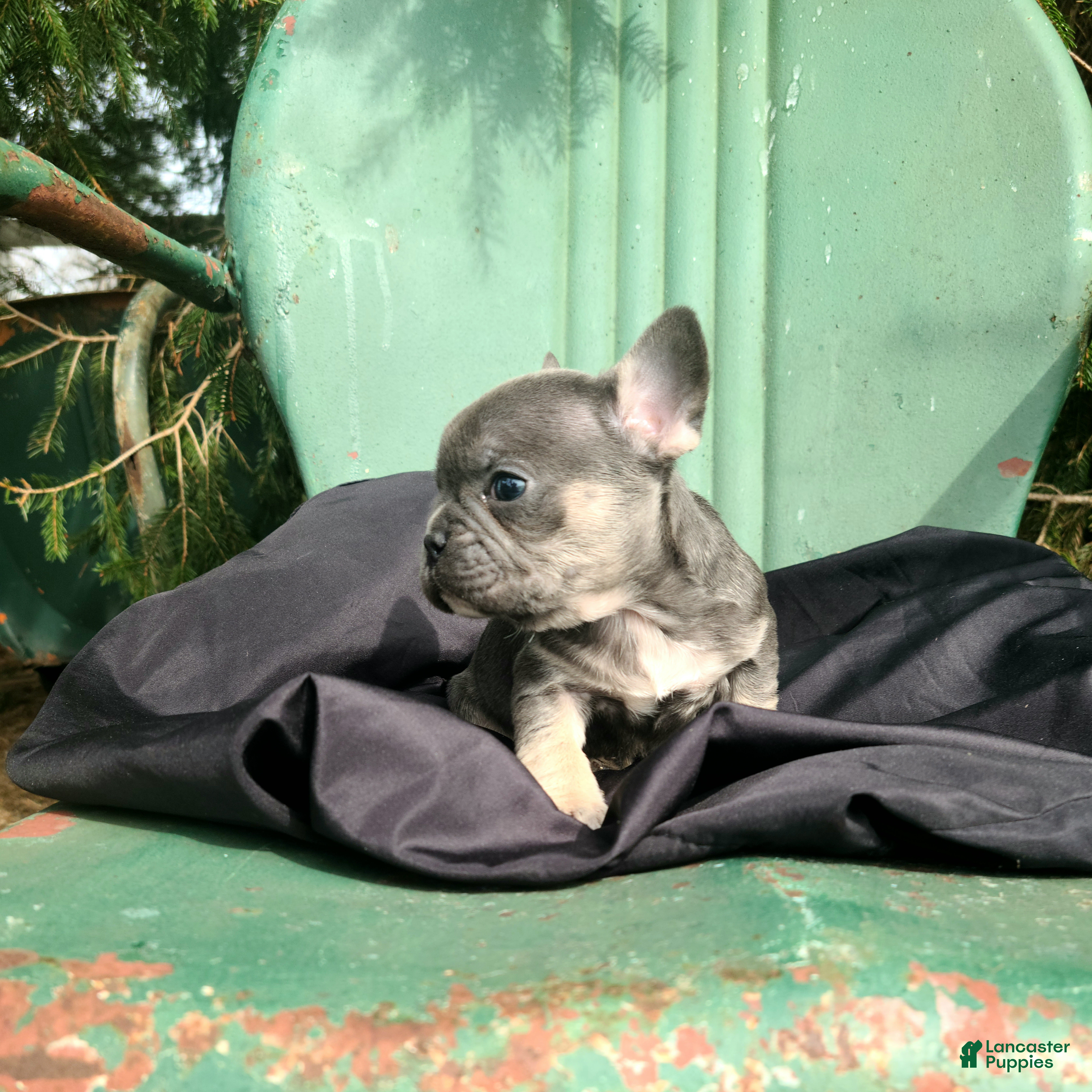 French Bulldog dogs Mario - Ad 2