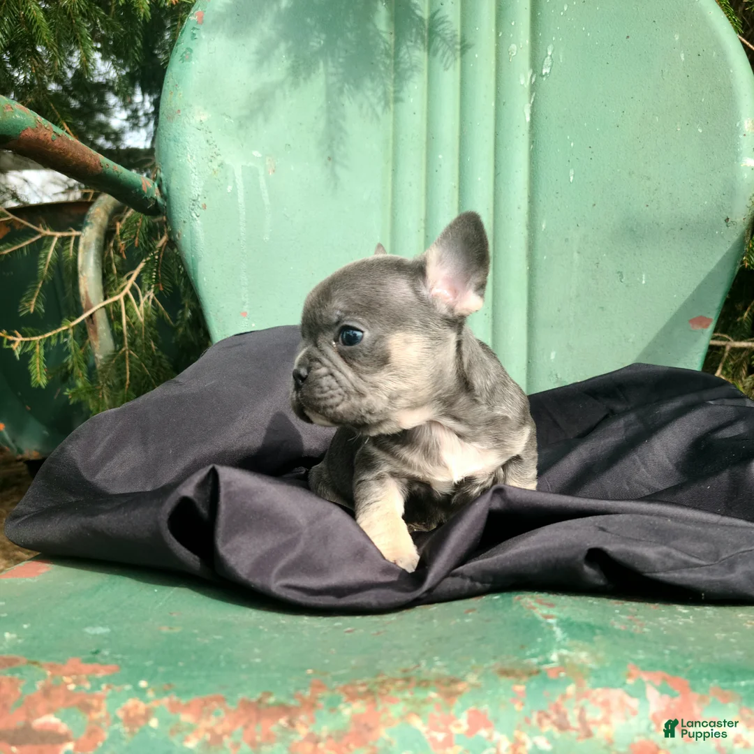French Bulldog dogs for sale: Mario - Ad 2