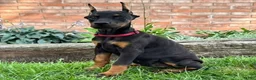 Doberman Pinscher dogs for sale: Angel  - Ad 3