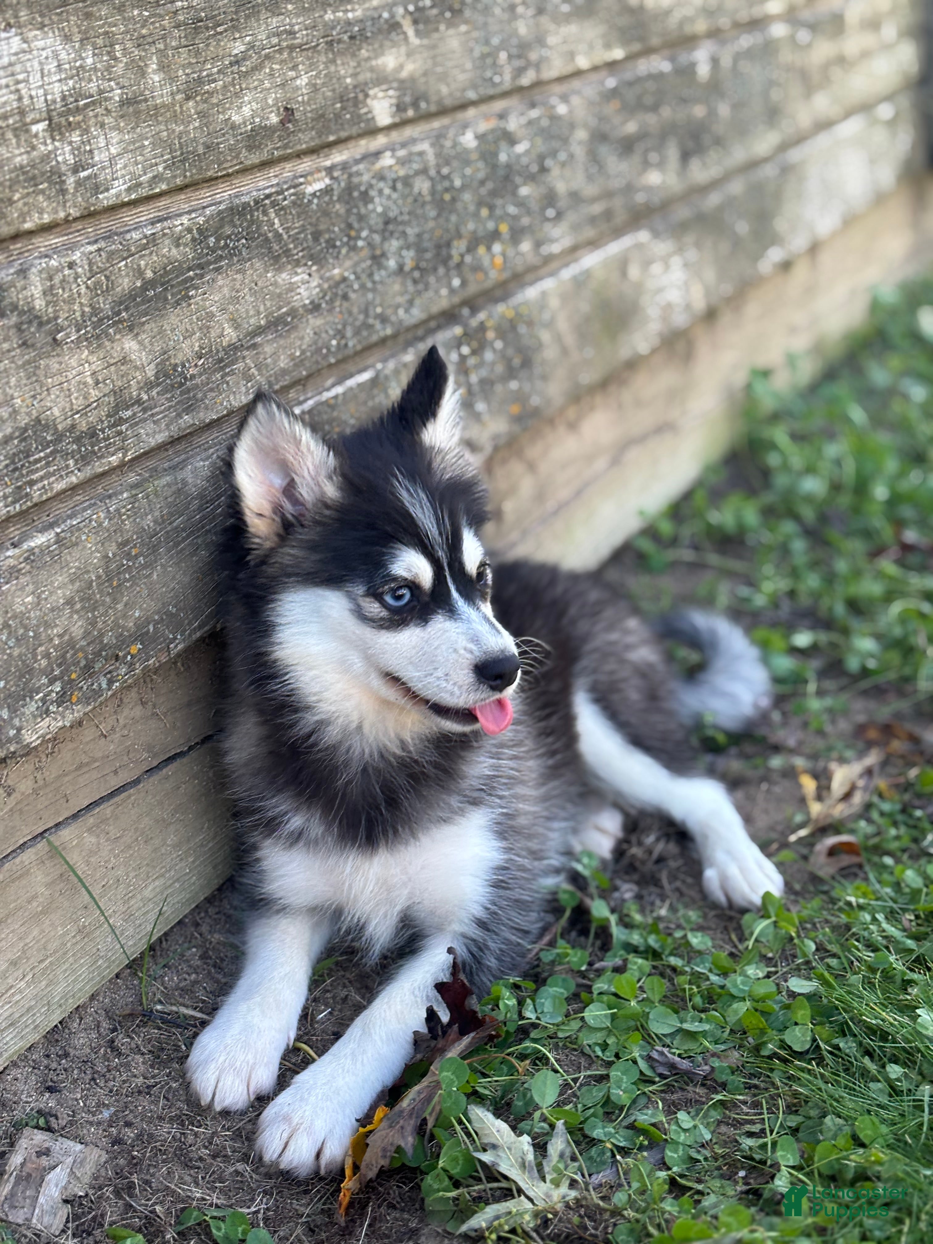 Pomsky dogs Dolly - Ad 2