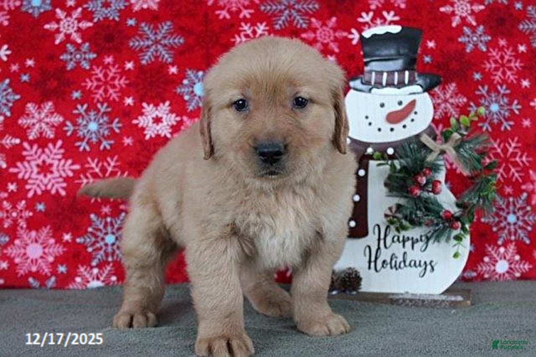 Golden Retriever dogs for sale: Blizzard - Ad 4