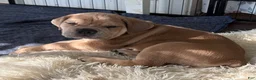 Cane Corso dogs for sale: "Tex" - Ad 3