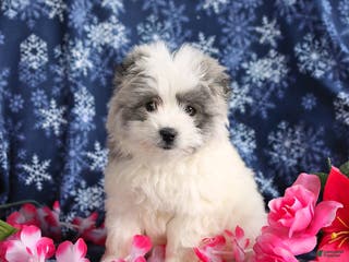 Mixed Breed dogs Felix - Ad 18