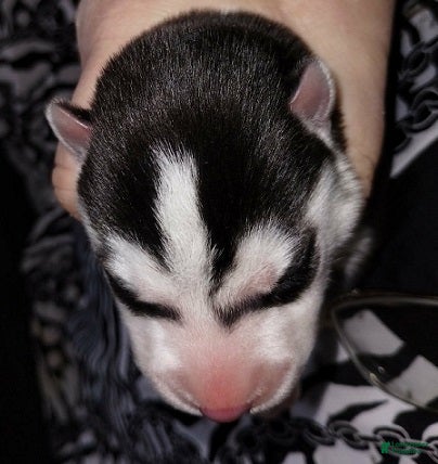 Siberian Husky dogs 1 Frodo - Ad 1