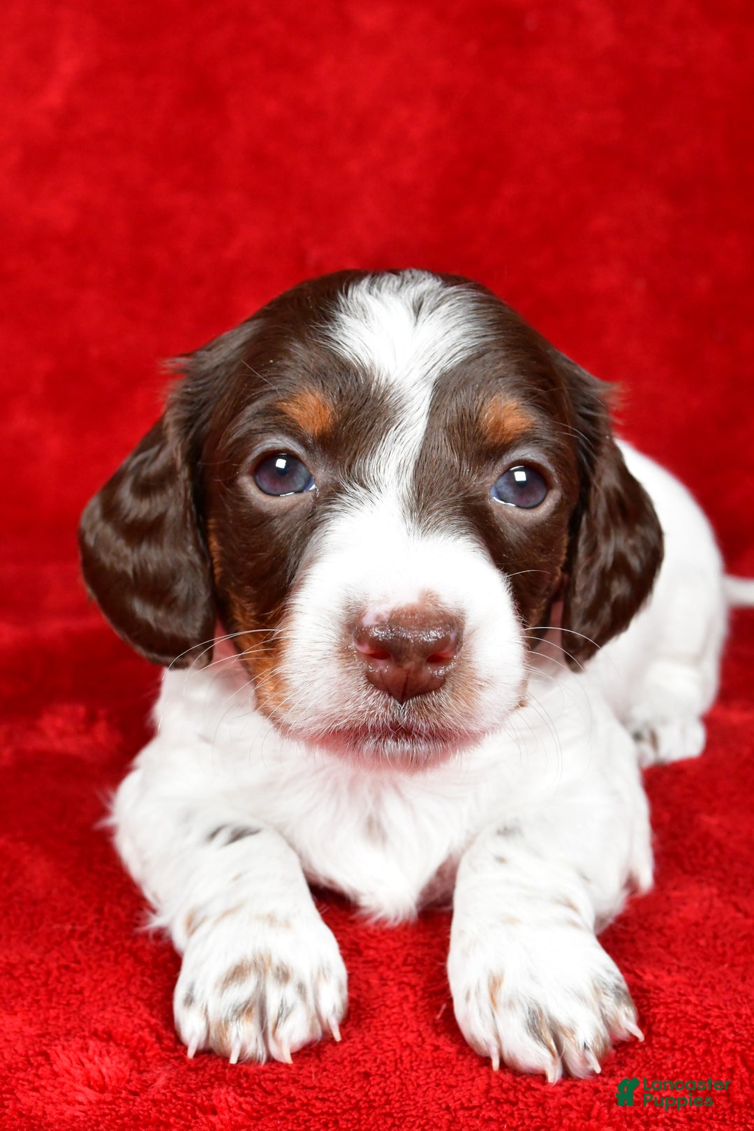 Miniature Dachshund dogs for sale: Clover - Ad 3