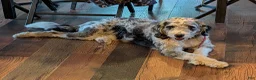Aussiedoodle dogs for sale: Aussiedoodle 1 - Ad 5