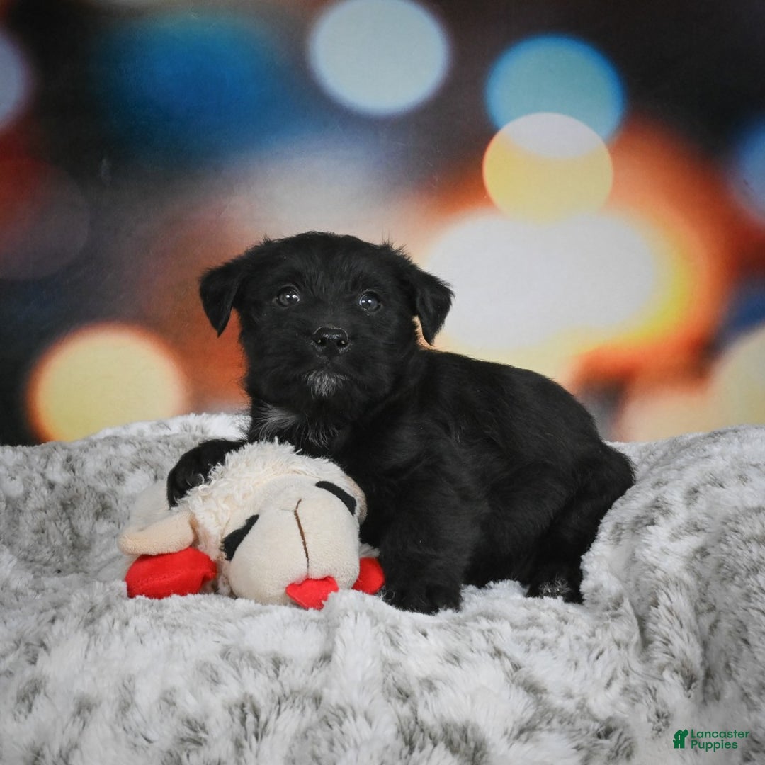 Mixed Breed dogs for sale: Daffodil - Ad 7
