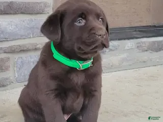 Labrador Retriever dogs Labrador Retriever Puppy 5 - Ad 4