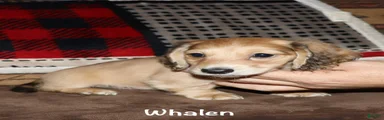 Whalen
