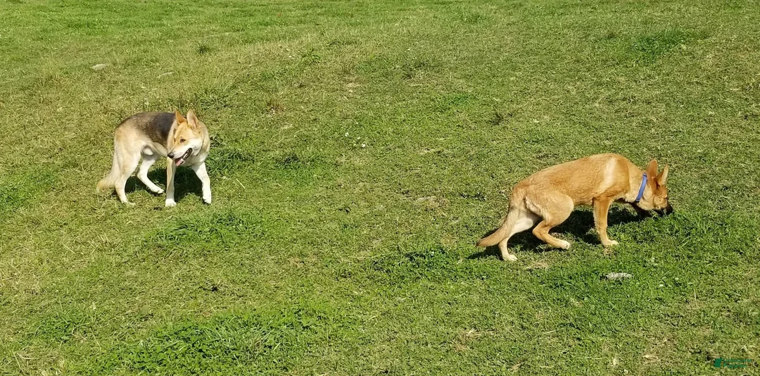 German Shepherd dogs for sale: German Shepherd Puppy 6 - Ad 6