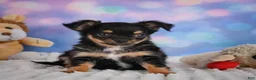 Chihuahua dogs for sale: Elvis - Ad 14