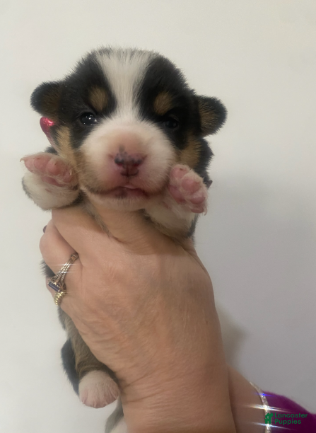 Welsh Corgi Pembroke dogs Tri Girl - Ad 28