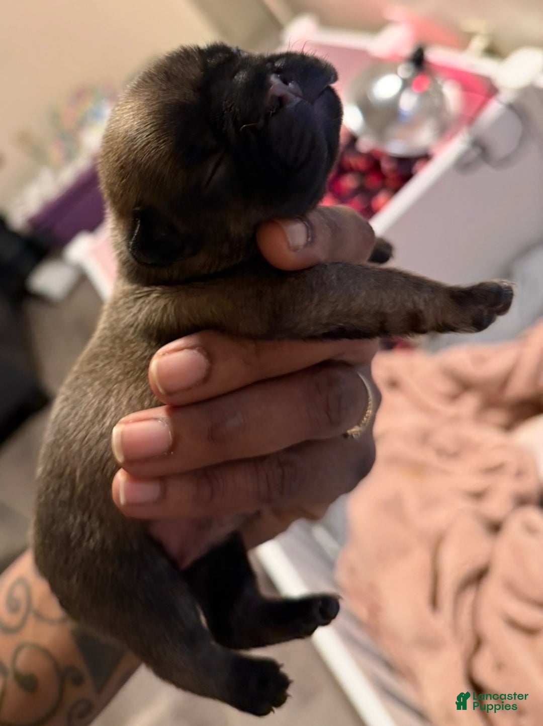 French Bulldog dogs for sale: French Bulldog Puppy 3 - Ad 4
