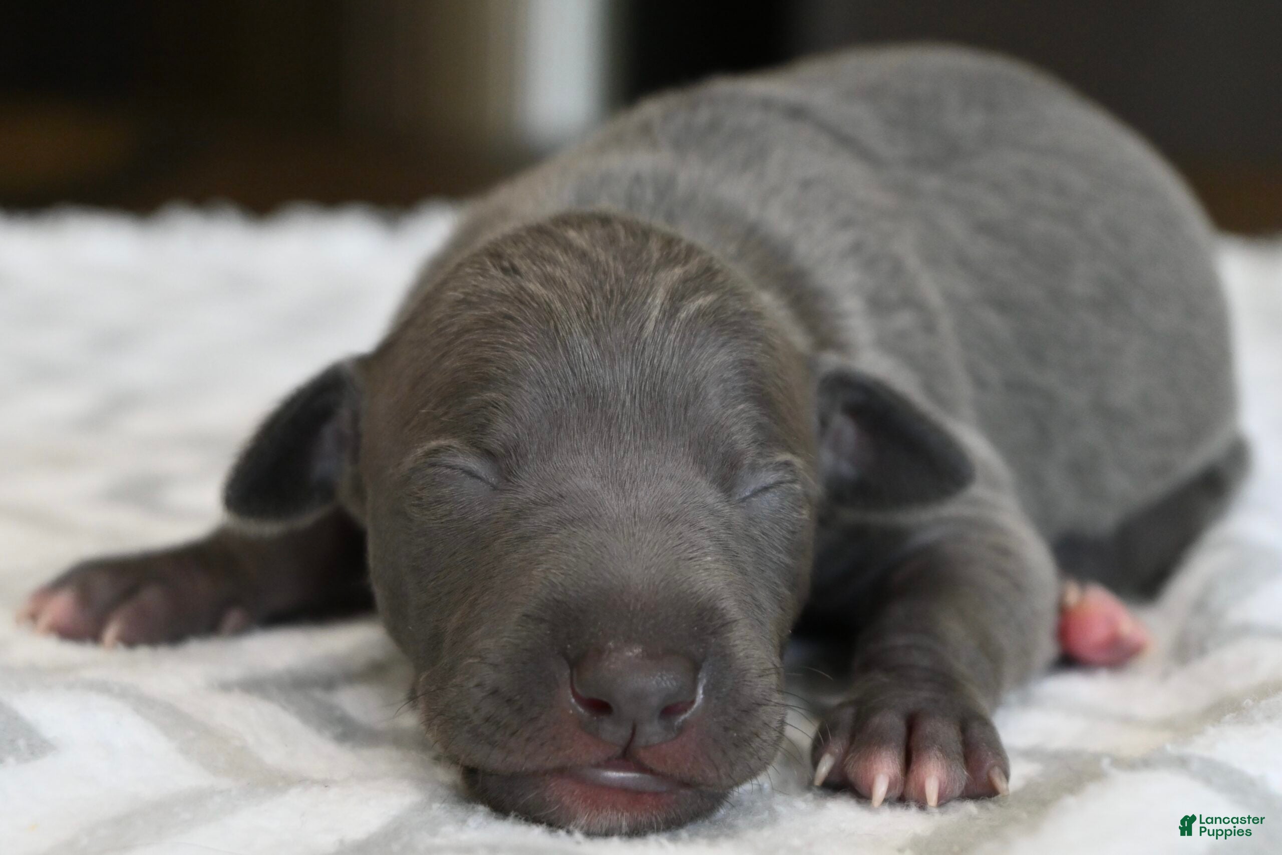 Italian Greyhound dogs Quill - Ad 2