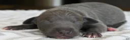 Italian Greyhound dogs for sale: Quill - Ad 2