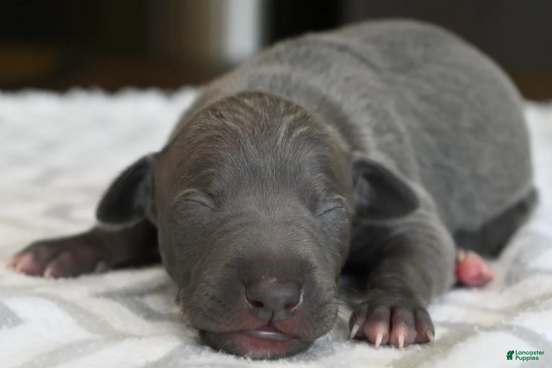 Italian Greyhound dogs for sale: Quill - Ad 2