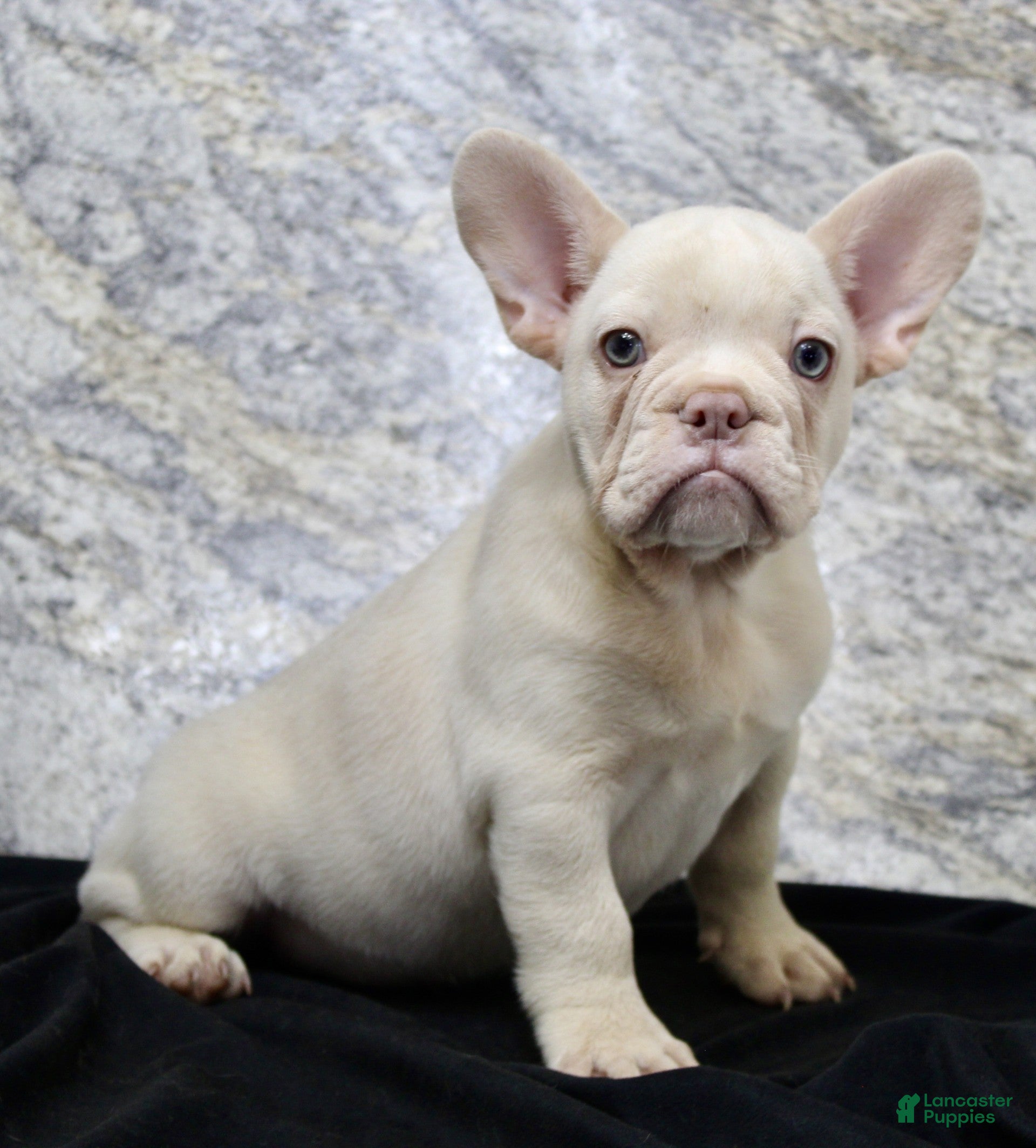 French Bulldog dogs Rambo - Ad 2