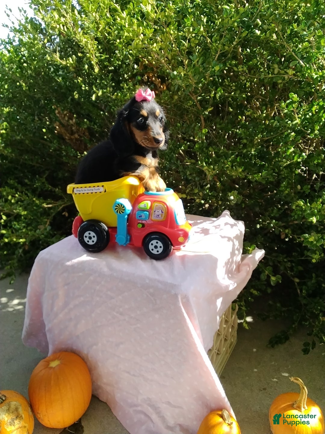 Miniature Dachshund dogs Lexi - Ad 1
