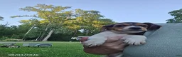 Beagle dogs for sale: Betsy - Ad 5