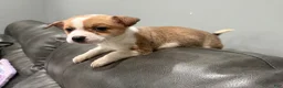 Mixed Breed dogs for sale: Mixed breed - Ad 4