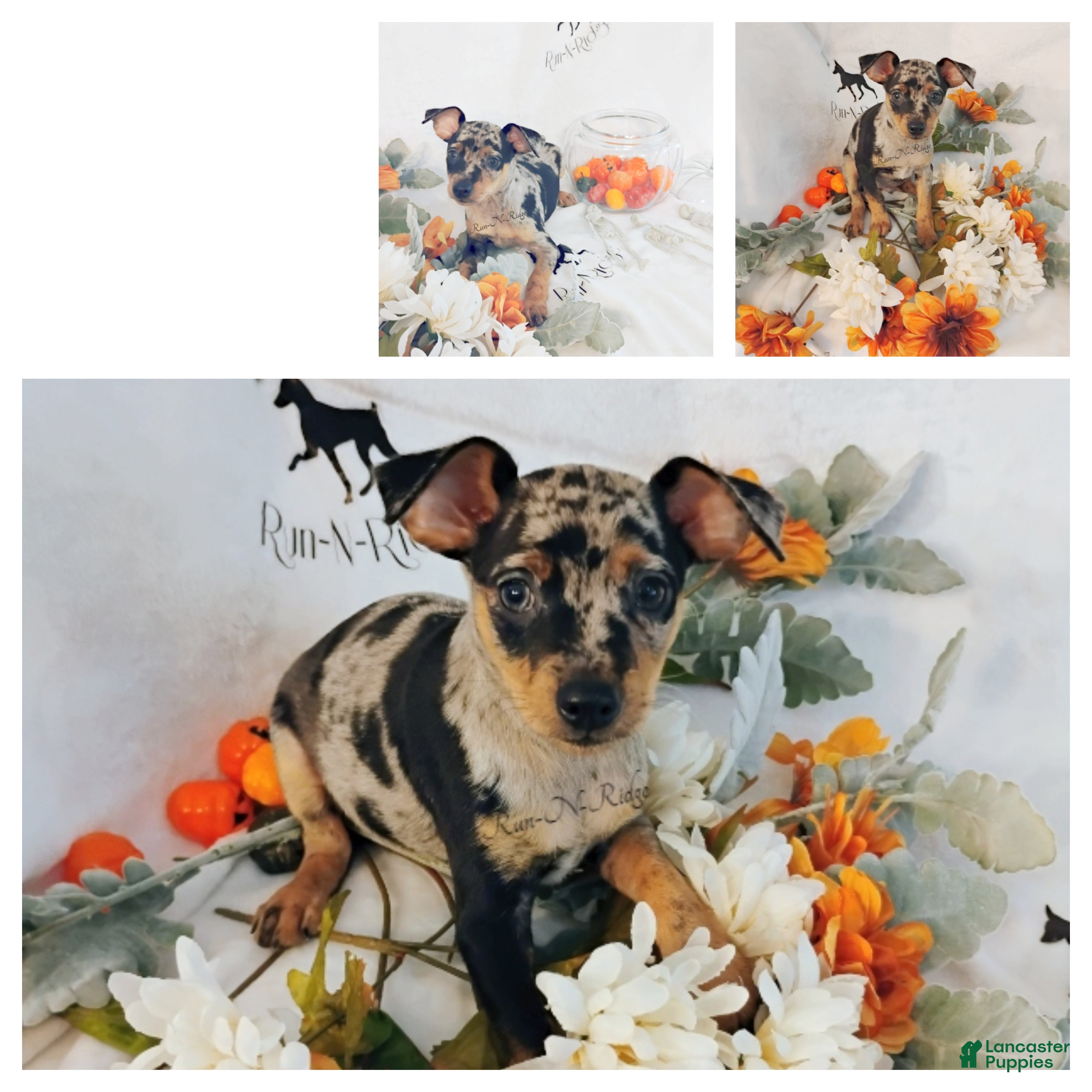 Miniature Pinscher dogs for sale: Bull - Ad 1