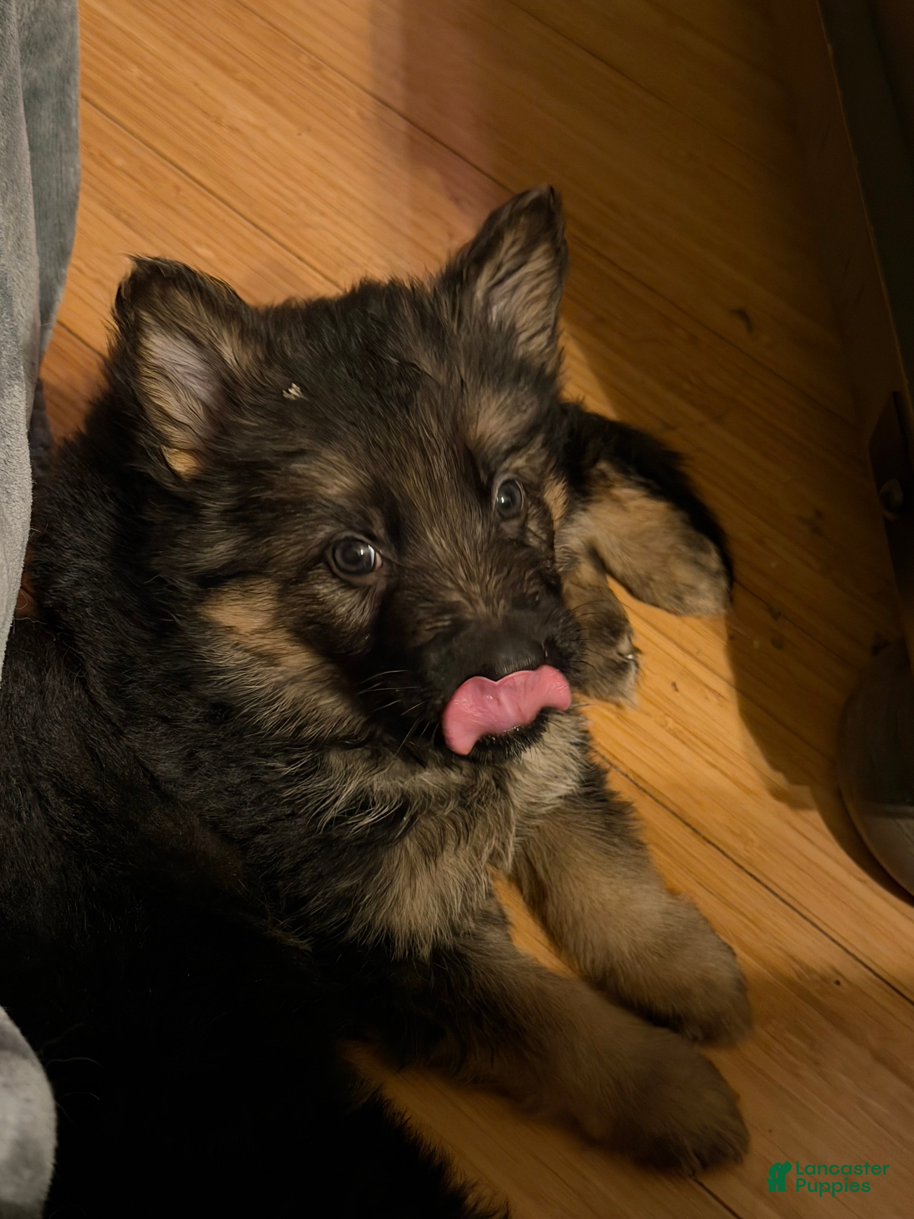 German Shepherd dogs Lh Champion bred import girl - Ad 32