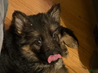 German Shepherd dogs Lh Champion bred import girl - Ad 32