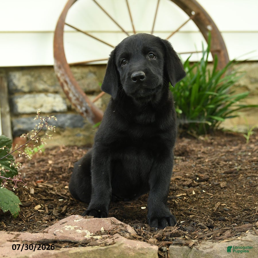 Labrador Retriever dogs Lightning - Ad 1
