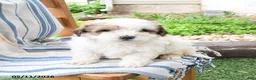 Maltipoo dogs for sale: Sugar - Ad 3