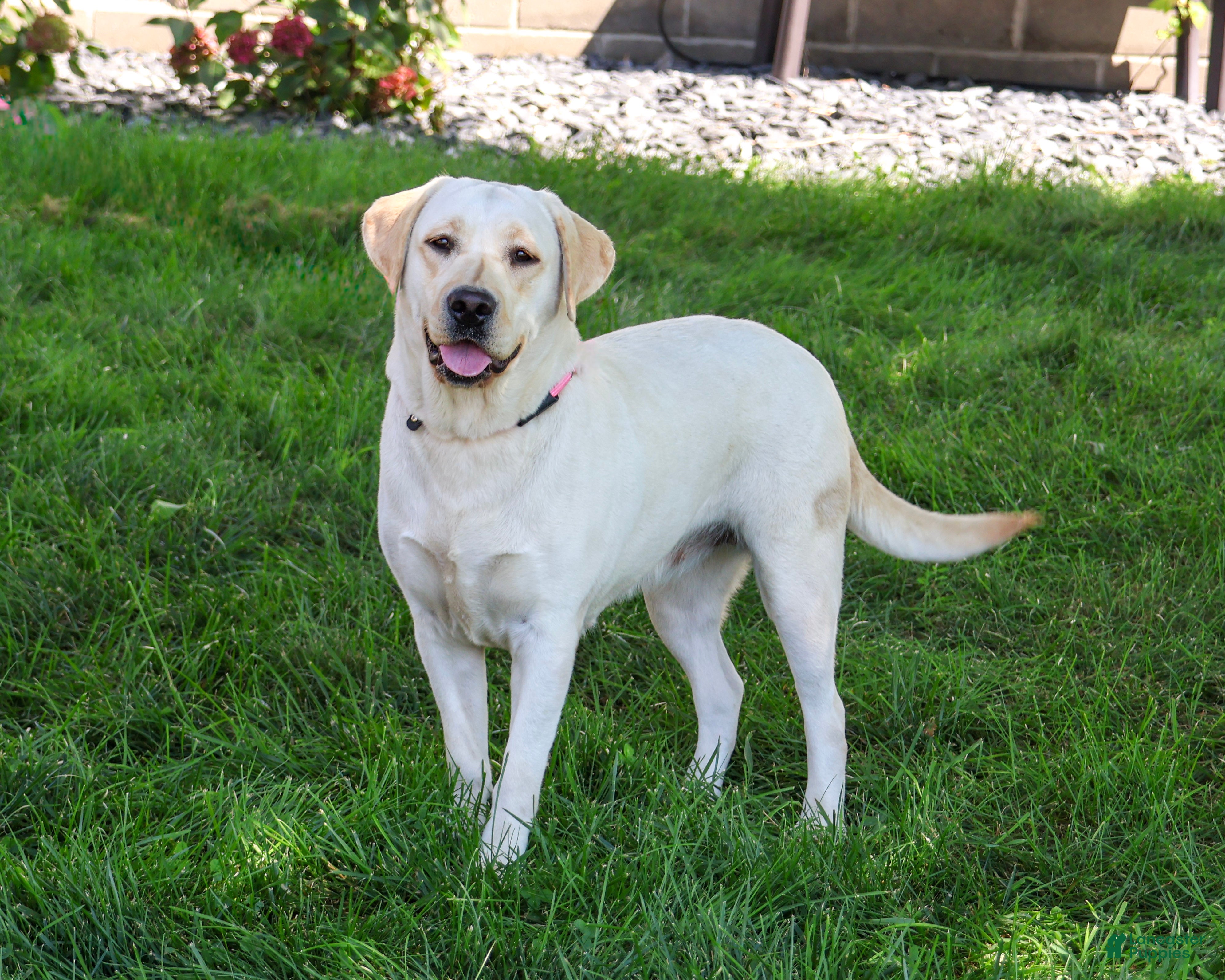 Labrador Retriever dogs Ariana - Ad 1