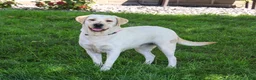 Labrador Retriever dogs for sale: Ariana - Ad 1