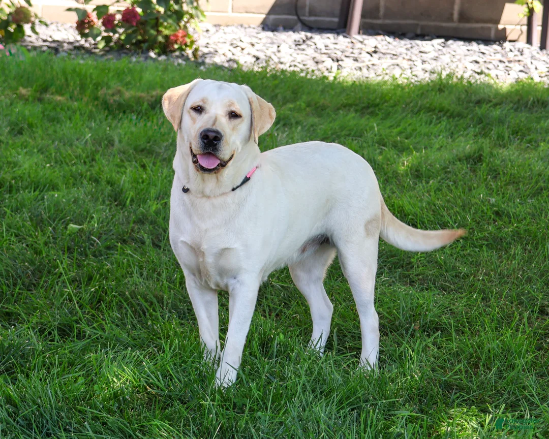 Labrador Retriever dogs for sale: Ariana - Ad 1