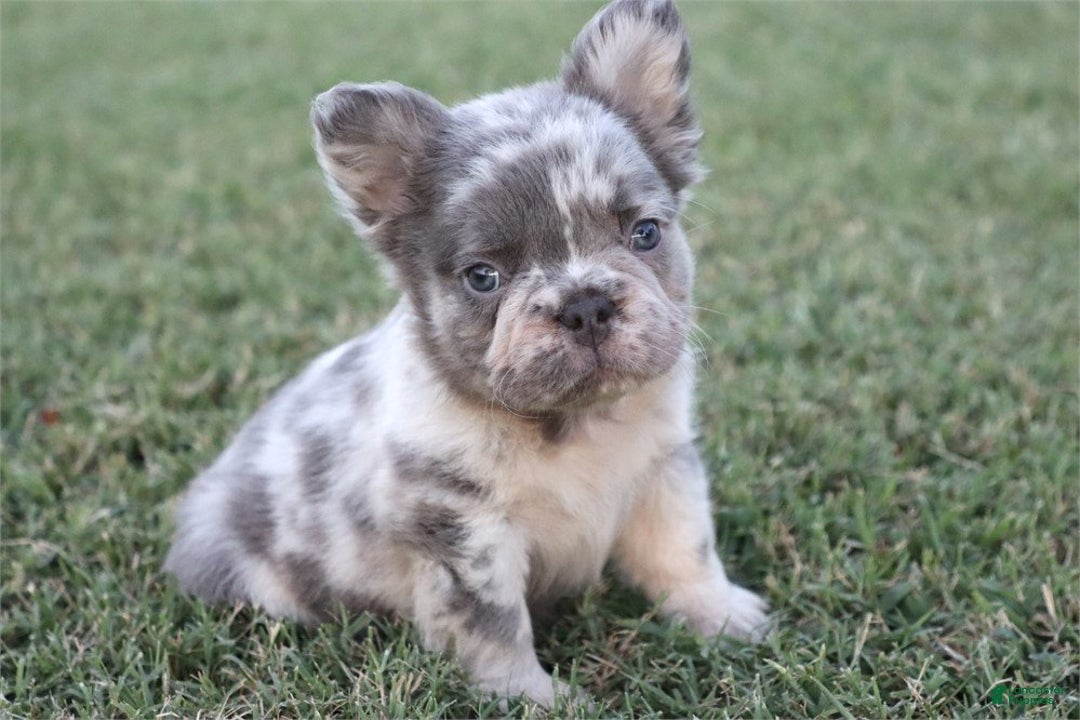 French Bulldog dogs for sale: Fanny - Ad 2