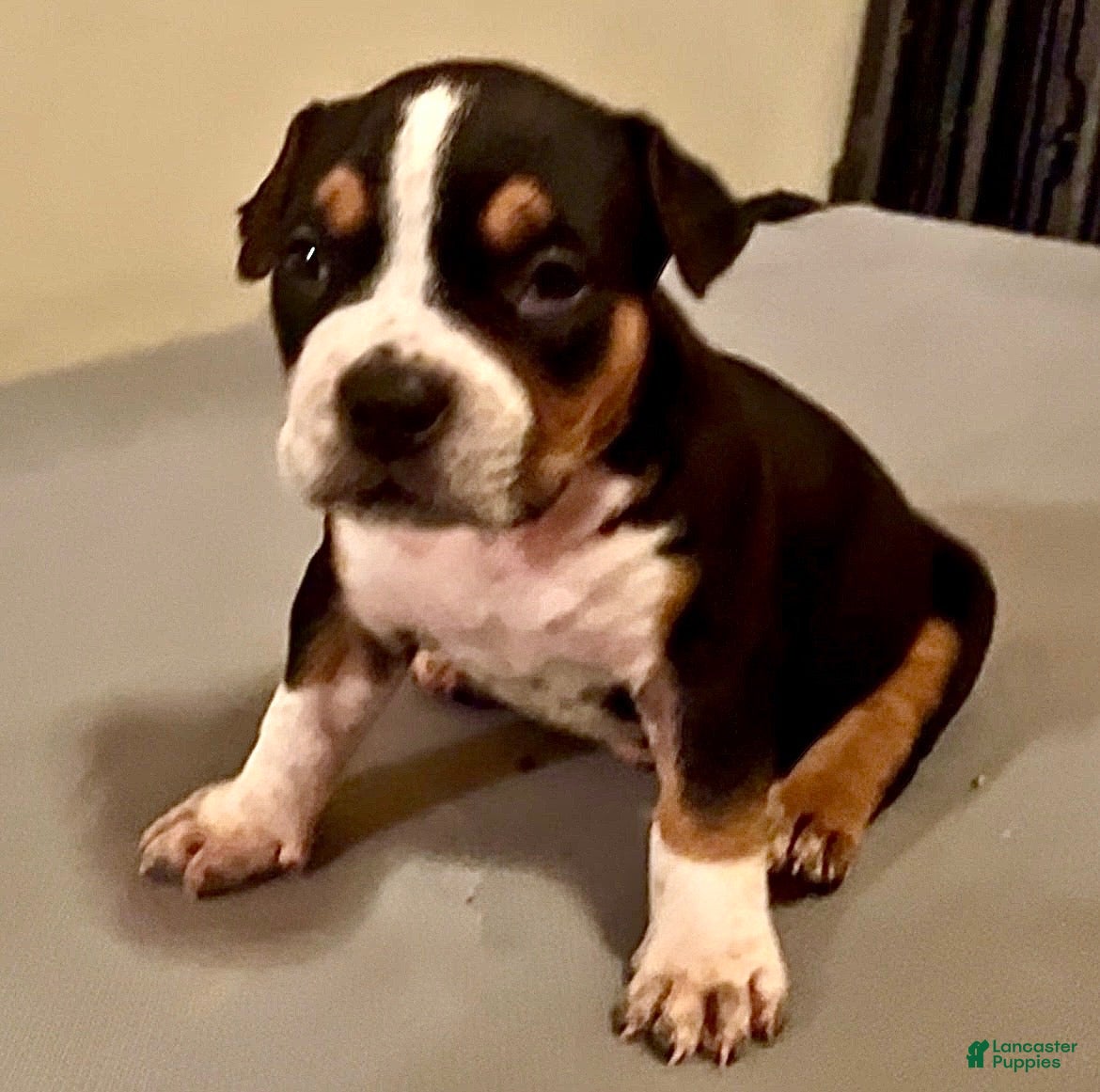 American Bully dogs American Bully 1 - Ad 1