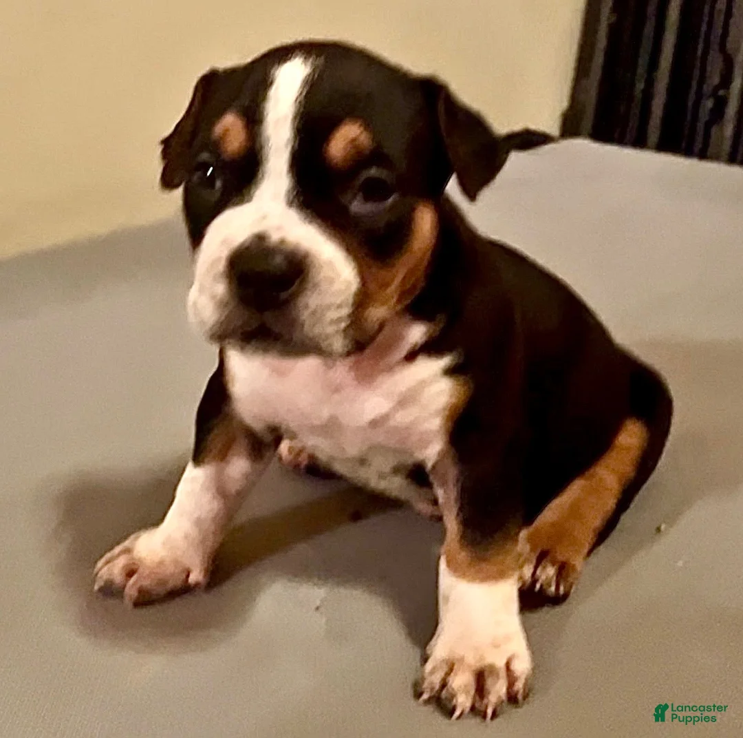American Bully dogs for sale: American Bully 1 - Ad 1