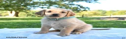 Golden Retriever dogs for sale: Abby - Ad 3