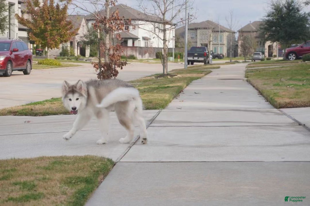 Alaskan Malamute dogs for sale: Xiao Lv - Ad 26