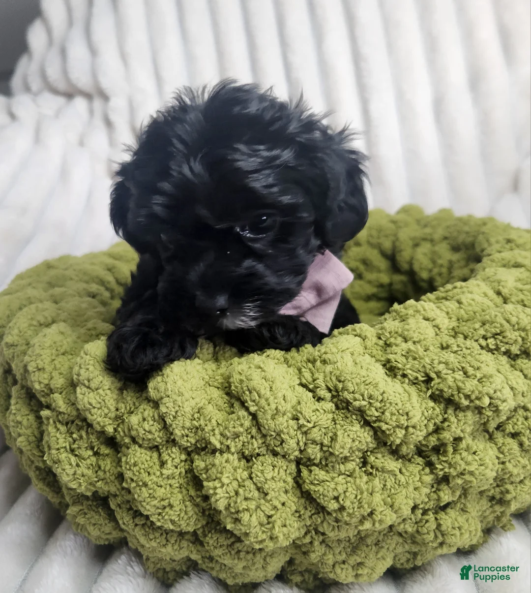 Yorkiepoo dogs for sale: Yorkiepoo 2 - Ad 2