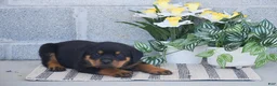 Rottweiler dogs for sale: Noah - Ad 3