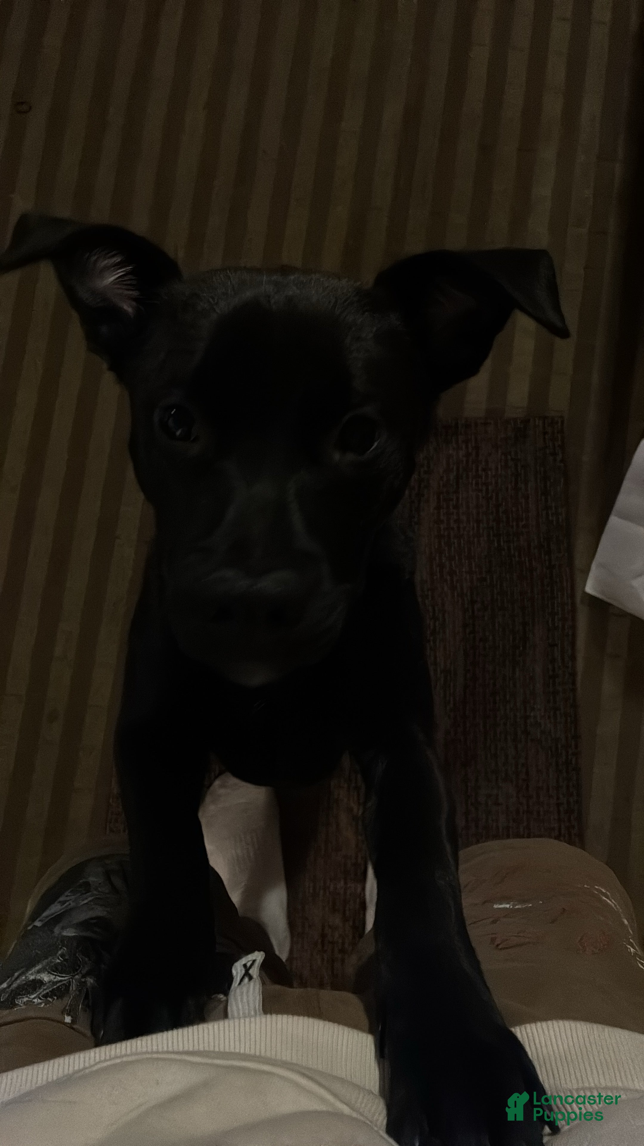 Mixed Breed dogs Mixed Breed Puppy 2 - Ad 16