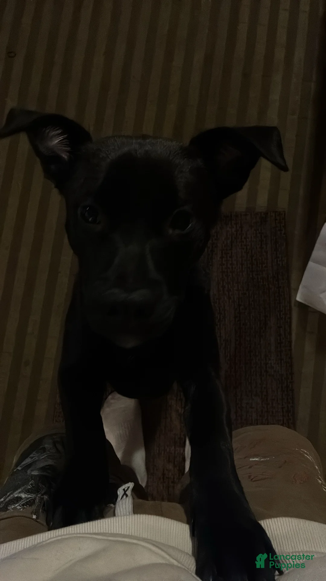 Mixed Breed dogs for sale: Mixed Breed Puppy 2 - Ad 1