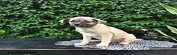 Mixed Breed dogs for sale: Casper - Ad 3